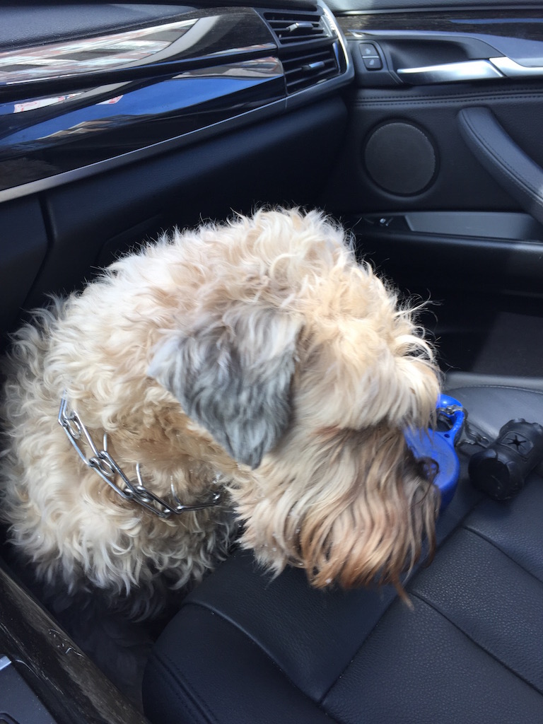 Bmw x5 dog outlet seat cover