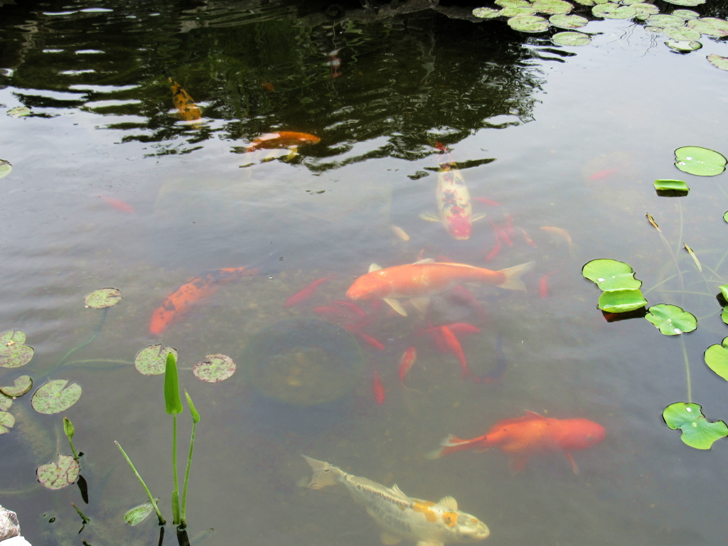 Name:  pond-fish.jpg
Views: 20287
Size:  648.7 KB