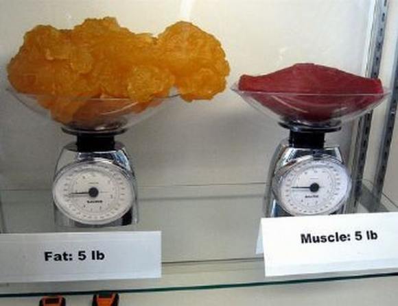 Name:  Fat and muscle..jpg
Views: 3336
Size:  27.6 KB