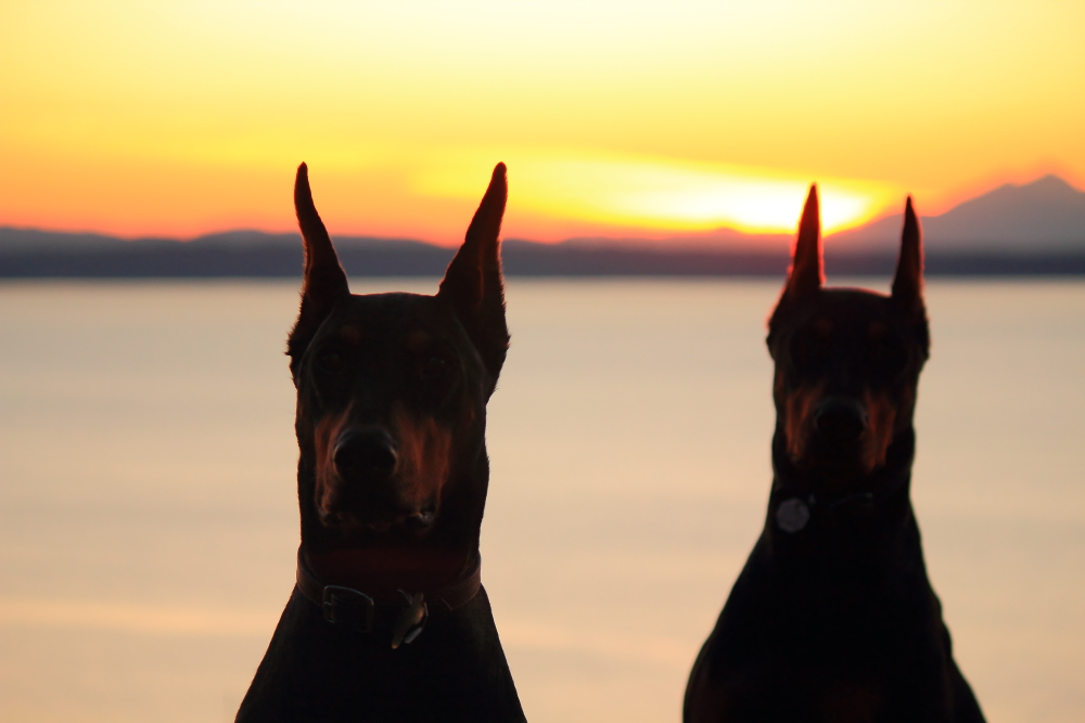Name:  Dogs sunset.JPG
Views: 3744
Size:  335.8 KB