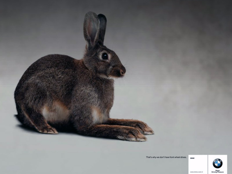Name:  bunny.jpg
Views: 3933
Size:  55.3 KB
