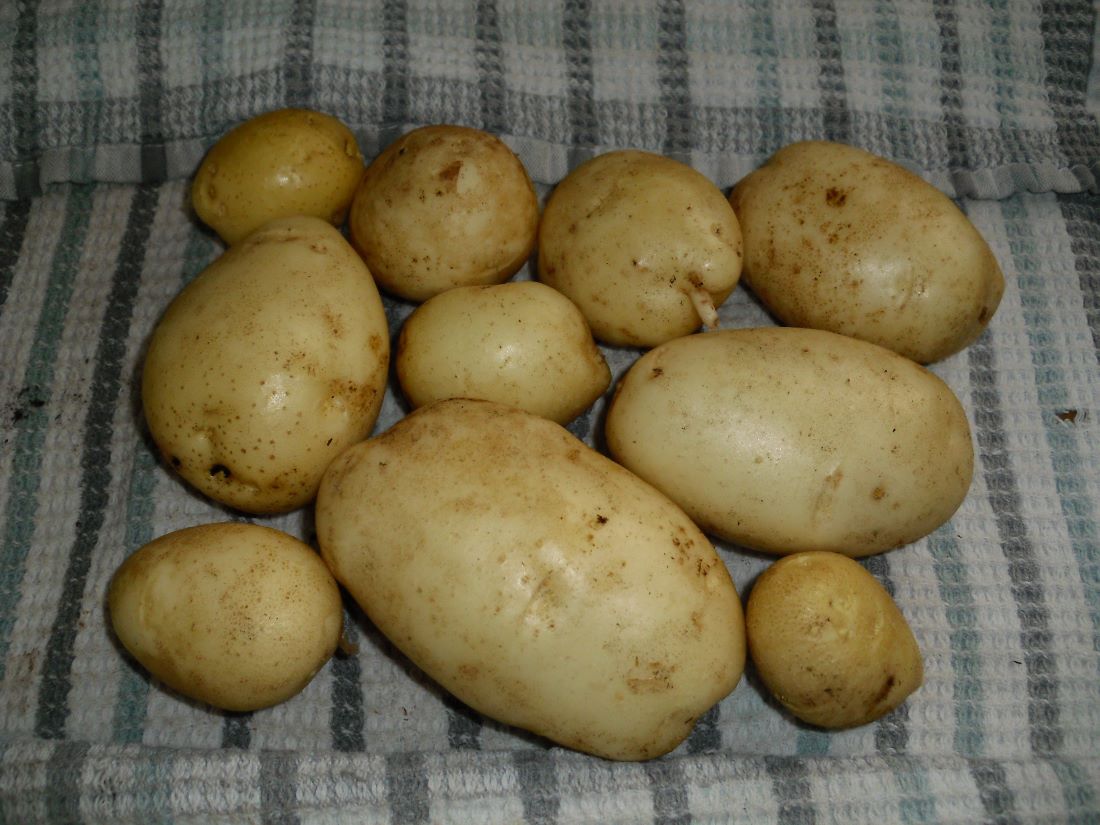 Name:  Potatoes.JPG
Views: 590
Size:  134.7 KB